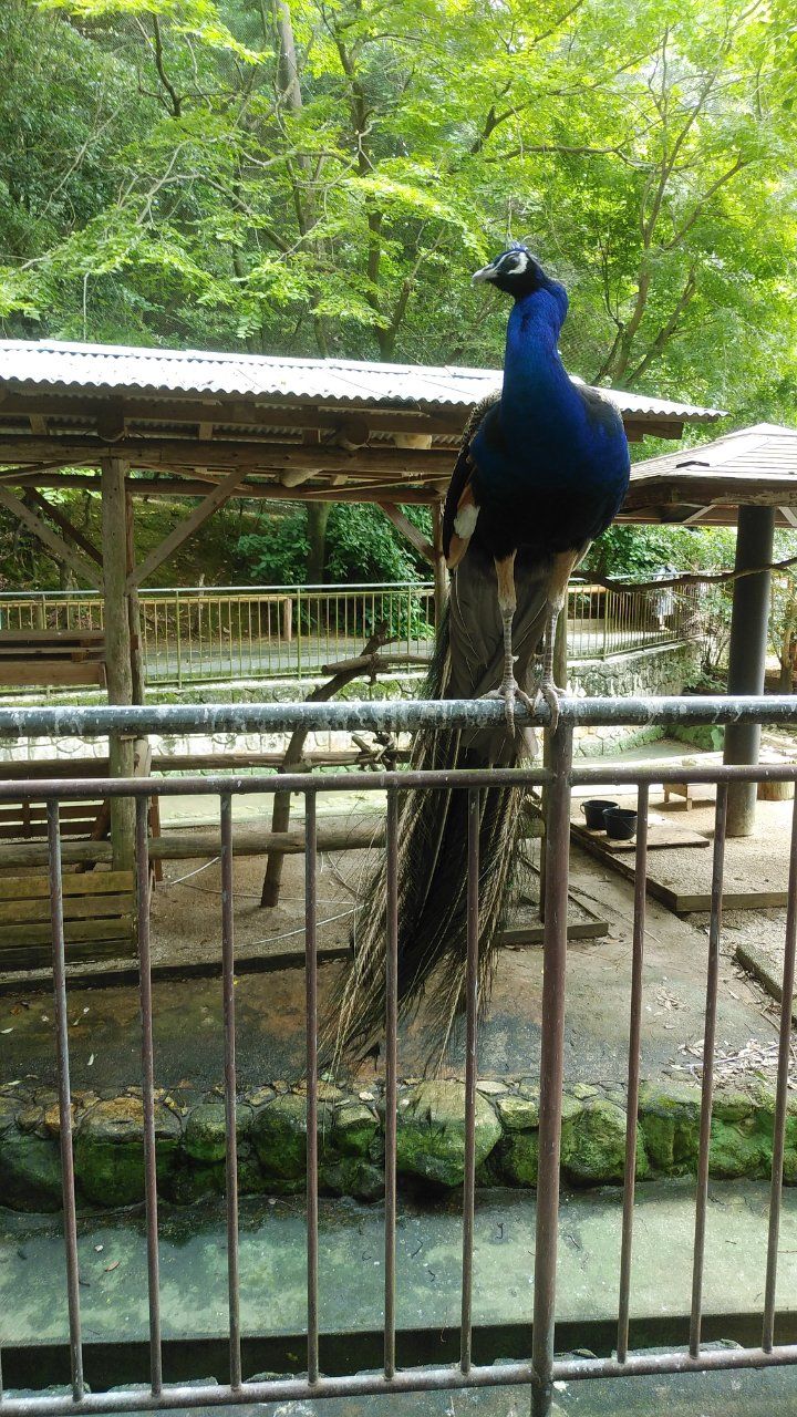 大牟田市動物園 気ままな主婦のちょいかじり日記 楽天ブログ