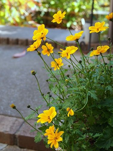 晩秋にも元気な花 ビデンス ゴールデンエンパイア プチ美々屋の日記帳 楽天ブログ