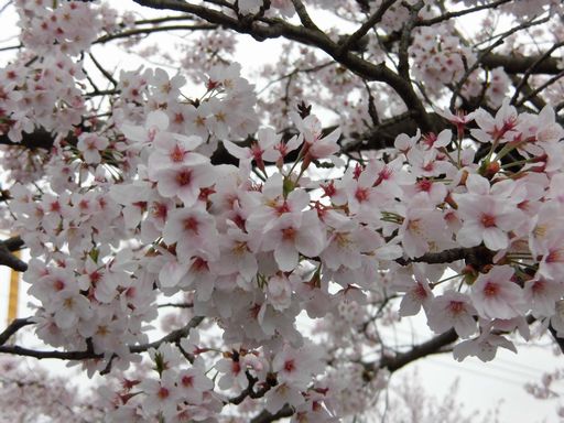 16.04.05桜５.JPG