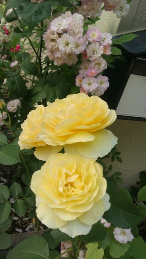 DCIM0787a.jpg