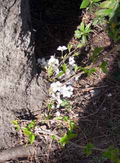 根性の桜