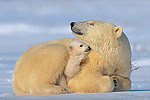 polar-bear-with-baby.jpg