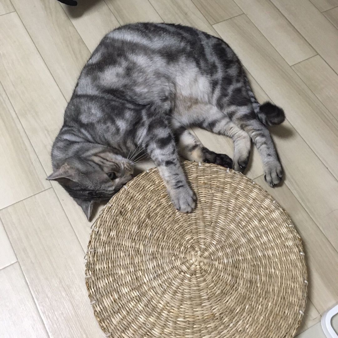 爪研ぎ 頭をかく 猫と暮らす素人鉄道模型の日記 楽天ブログ