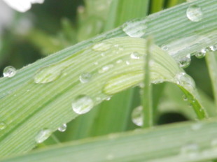 雨雫　5.21　2014