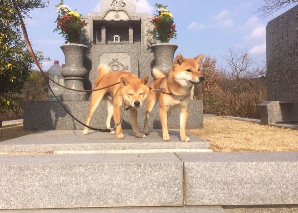 rblog-20160104014324-12.jpg