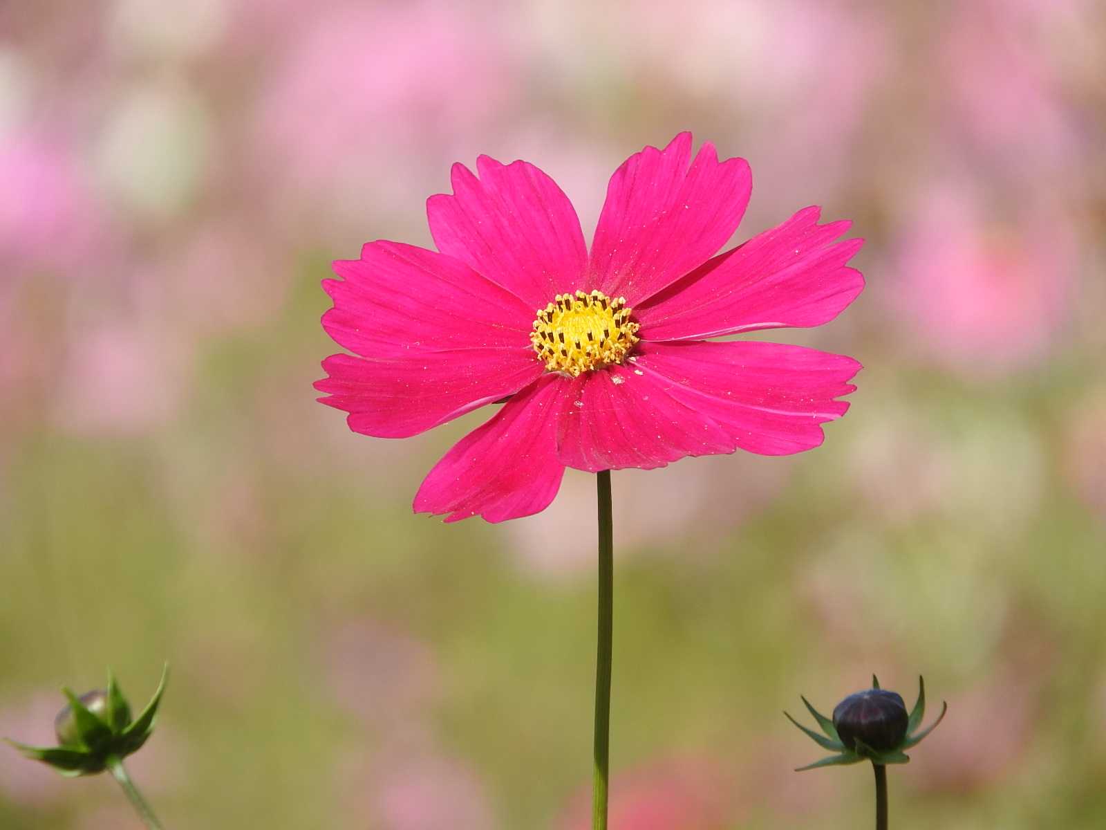 コスモス ピンクの花 秋 かわいい花 無料写真 | bevepop フリー 写真素材 - 楽天ブログ