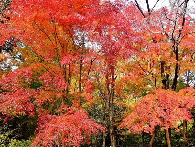 学習の森