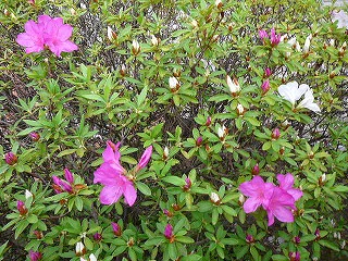 P1280982ss.jpg