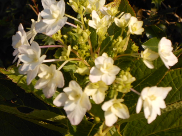 DSCN0575.JPG
