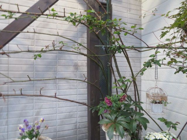 新芽わさわさバラの肥料とオルトラン撒き クリローの種がすごい ばぁばの薔薇の花園 楽天ブログ