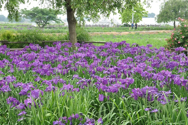 菖蒲城址、菖蒲園