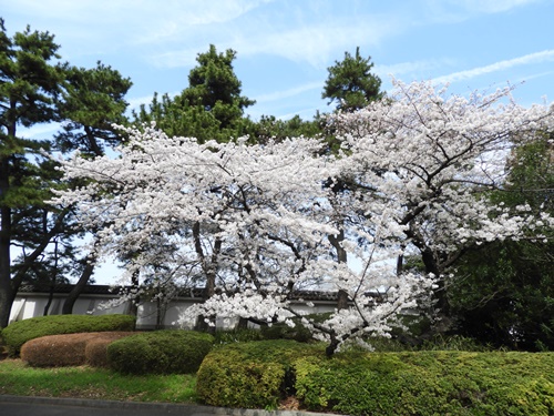 皇居東御苑