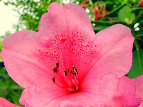 モチツツジの花は5弁ですが 上の3枚に赤い斑点がある ご存知でしたか 5月10日友が丘の崖でこの花を見ていて気が付きました 三田のいのしし 見て歩き日記 楽天ブログ