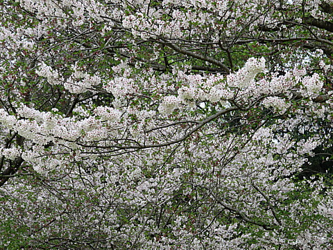 IMG_0456.jpg