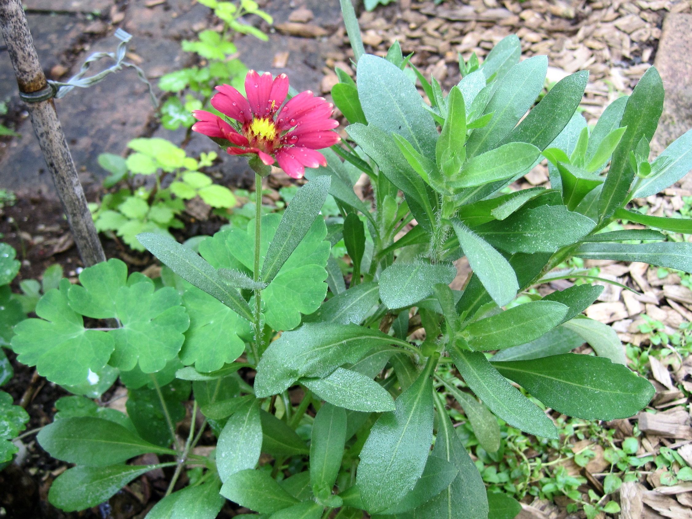ガイラルディアがまたたくさん咲きだした W たねをまく日々 楽天ブログ