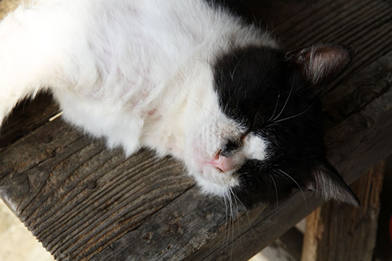 我が家のニャンコ♪2014/05/1-2