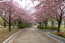 20150416花園中央公園のサトザクラ.jpg
