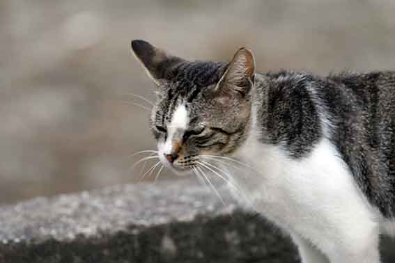 我が家のニャンコ♪2015/8/17-2