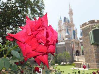 Flower112