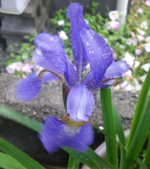 菖蒲