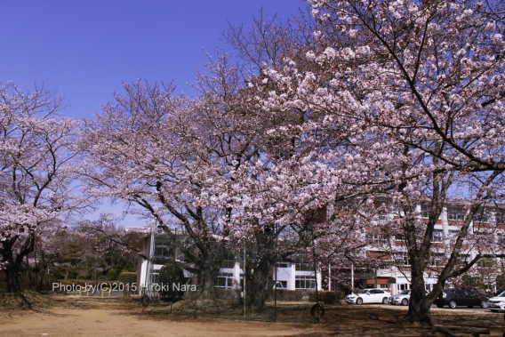 光景　sight0416　桜　サクラ　cherry blossom