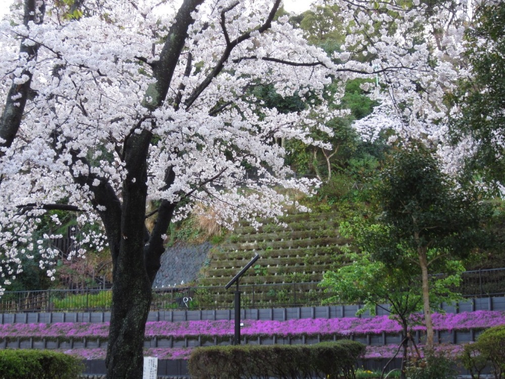 満開のさくらと芝桜.jpg