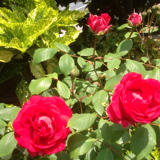 rblog-20130506210911-01.jpg