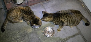 5DA_8884-3.jpg
