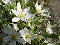 ５月３日の誕生花 オオアマナ 大甘菜 の花言葉 純粋 ベツレヘムの星と呼ばれる白い花 弥生おばさんのガーデニングノート 花と緑の365日 楽天ブログ