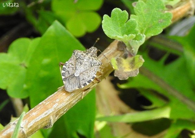 クサギカメムシ2018年11月5日