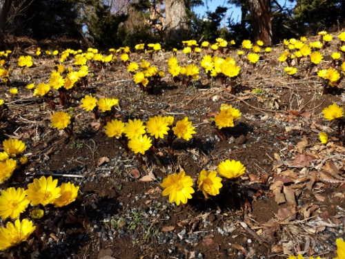 20150302_151051 (500x375).jpg