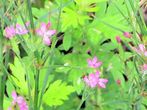 ノハラナデシコ。花の束生