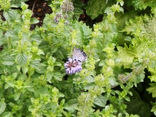 P6180029ﾐﾝﾄとﾔﾏﾄｼｼﾞﾐ.jpg