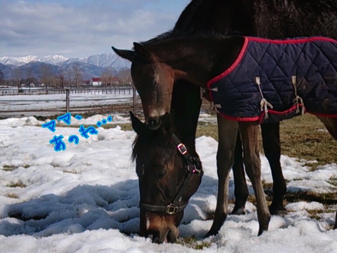 2014-03-14マイドリームラン (4).jpg