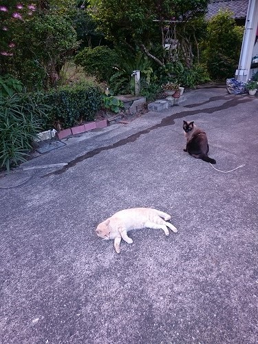やすっころも