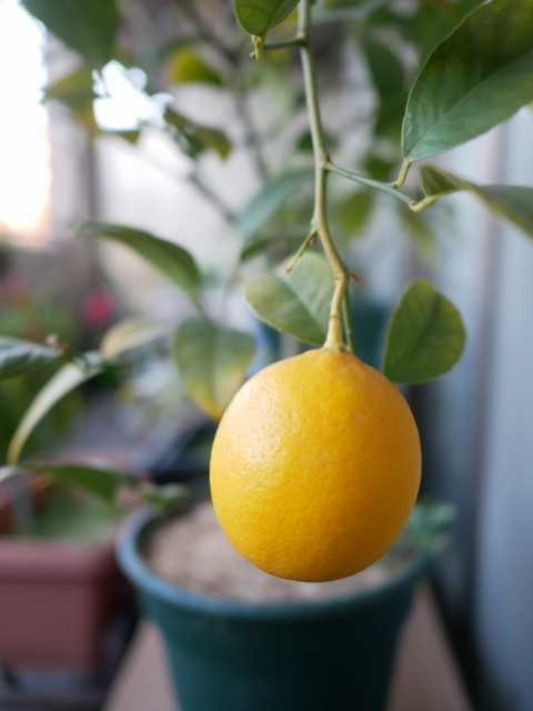 レモン収穫 Verandism べらんでぃずむ ベランダ菜園とか 楽天ブログ