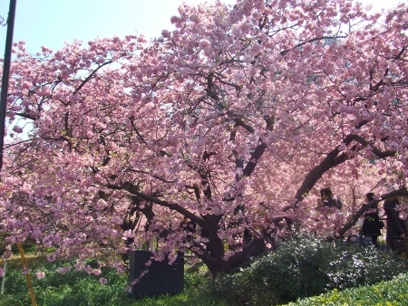 河津桜7.jpg