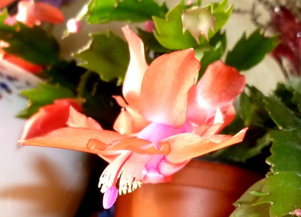 P1070370-001.JPG