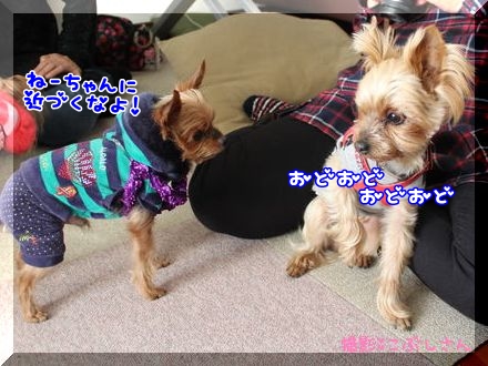 こぶし.jpg