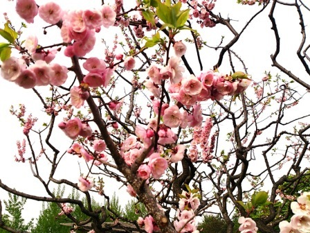 2013開花ぶんご.jpg