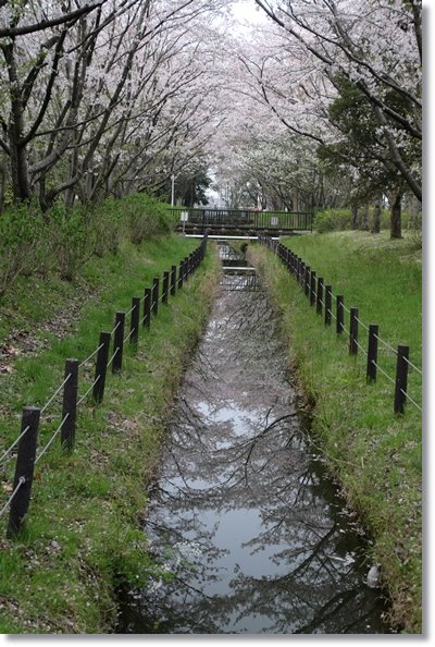 北部公園-3 16.4.10