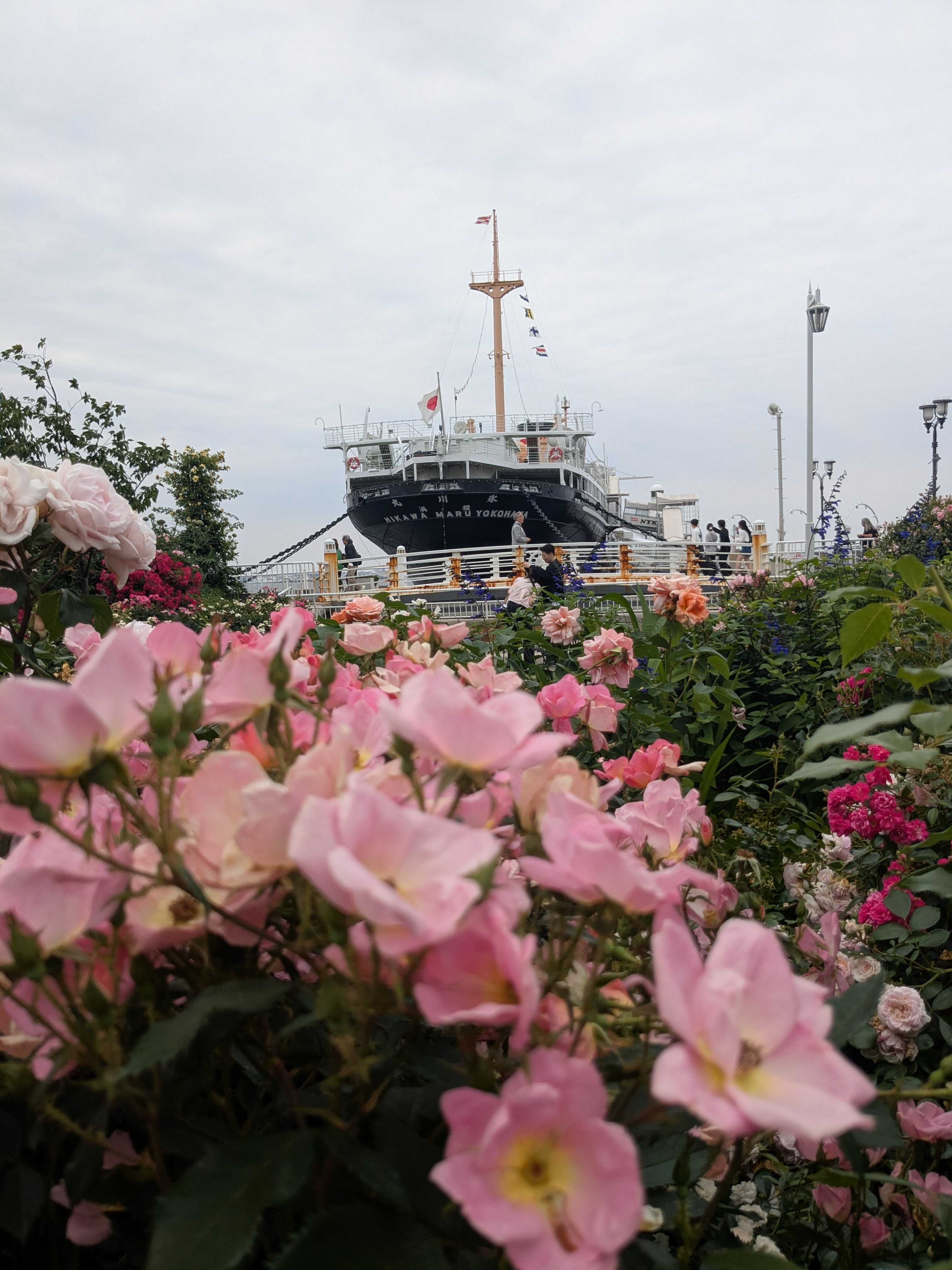 ガーデンネックレス横浜 2025 山下公園　未来のバラ園