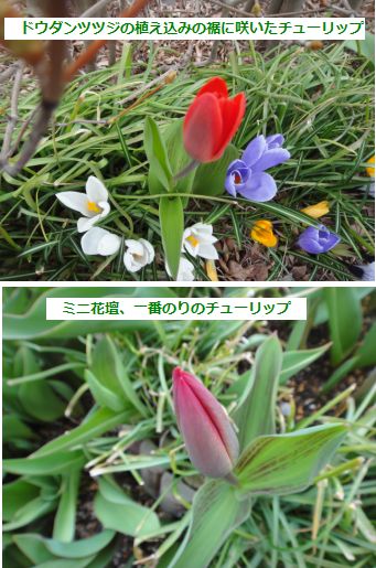 地植えのチューリップが開花