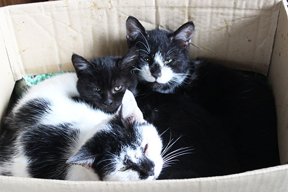 我が家のニャンコ♪2014/12/17-3