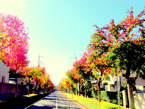 紅葉、ともの方向を眺めて