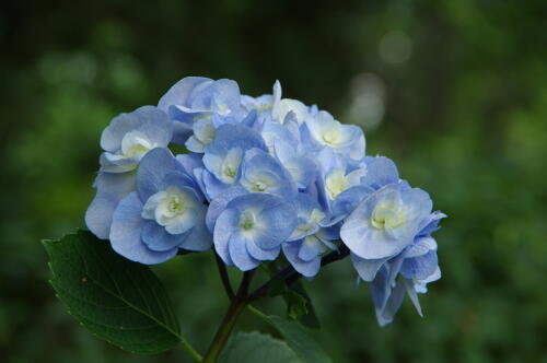 昭和記念公園の紫陽花