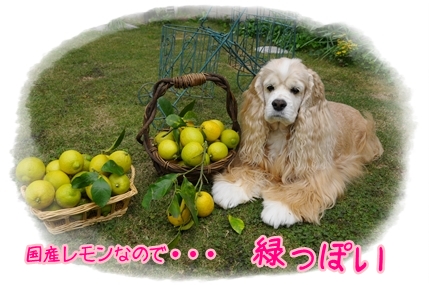 国産レモン収穫.JPG