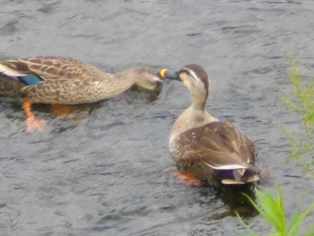 黒目川　＆　スーパーセール商品 058.JPG