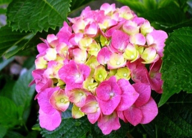 梅雨を呼ぶ紫陽花の花 花と蕎麦とリハビリと 楽天ブログ