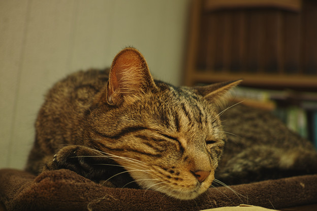 睡眠中